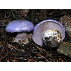 Мицелий Паутинника голубого / Паутинник сизо-голубой (Cortinarius coerulescens)